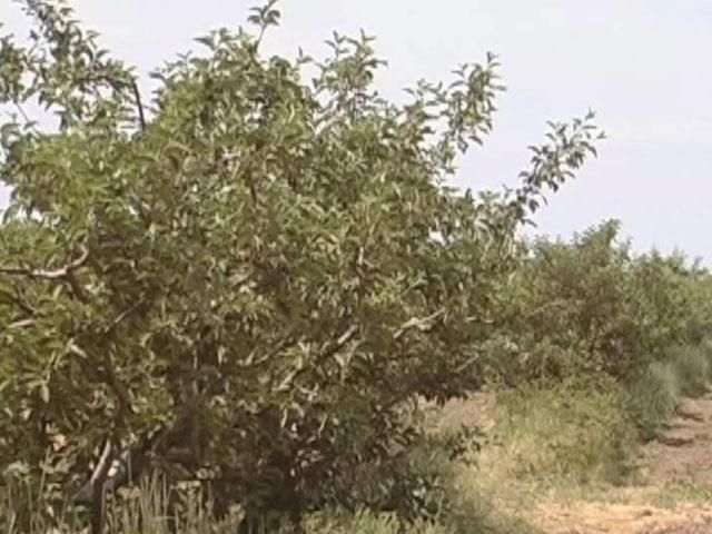 Садівники віддають перевагу засобам захисту українського виробництва Садівники віддають перевагу засобам захисту українського виробництва