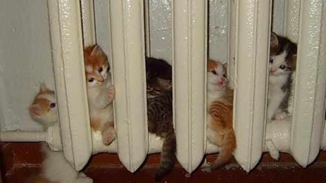 Середній тариф на тепло для населення виросте більш ніж на 70% Середній тариф на тепло для населення виросте більш ніж на 70%