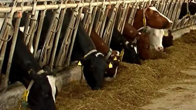 Молочна галузь України на межі виживання Молочна галузь України на межі виживання