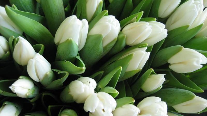 Лидеры государства поздравили женщин с праздником Весны Лидеры государства поздравили женщин с праздником Весны