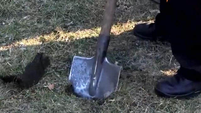 Во Львове дети бойцов и переселенцев посадили "Тарасовую вербу" Во Львове дети бойцов и переселенцев посадили "Тарасовую вербу"