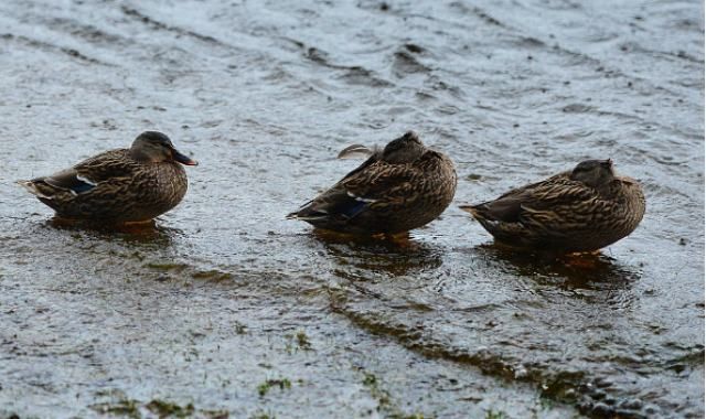 В Україну повернуться дощі В Україну повернуться дощі