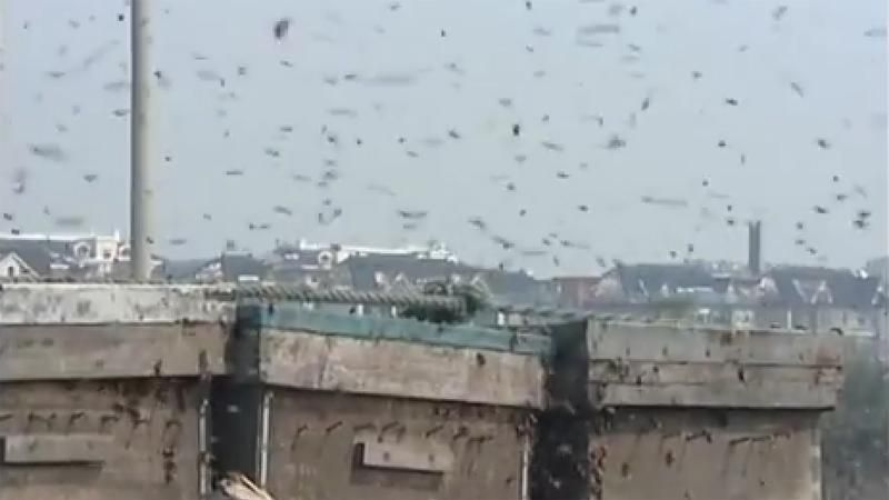 В Китае в результате ДТП миллионы пчел вылетели из ульев В Китае в результате ДТП миллионы пчел вылетели из ульев