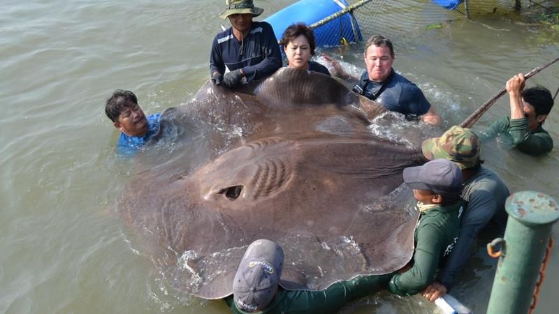 В Таїланді зловили найбільшу річкову рибу в історії