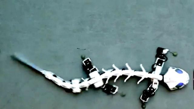В Швейцарии создали робота-саламандру В Швейцарии создали робота-саламандру