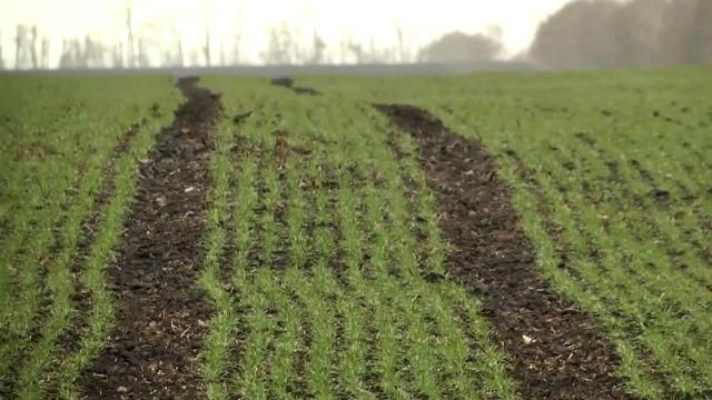 Україна буде з хлібом — у Мінагрополітики очікують на добрий врожай Україна буде з хлібом — у Мінагрополітики очікують на добрий врожай