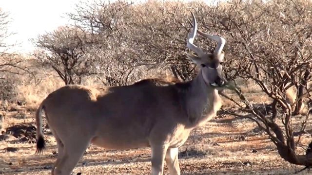 Зроблено в Україні. Найбільший заповідний степ Європи та одне з семи чудес України Зроблено в Україні. Найбільший заповідний степ Європи та одне з семи чудес України