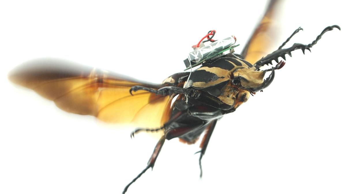 Ученые научились управлять полетом жука-киборга с высокой точностью