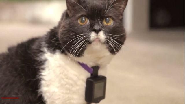 Инновации: "умный" ограничитель скорости, бытовой огнемет Инновации: "умный" ограничитель скорости, бытовой огнемет