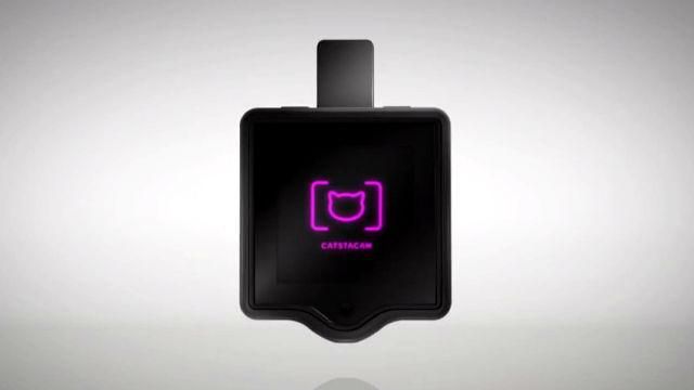 З'явився Instagram для котів З'явився Instagram для котів