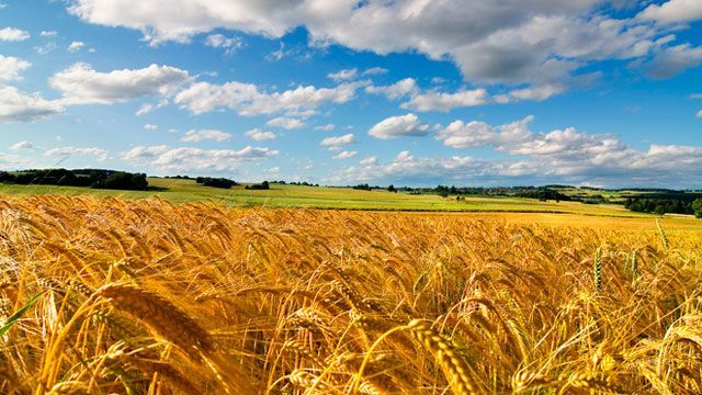 Павленко: В.о. голови Державної інспекції сільського господарства перебуває на робочому місці Павленко: В.о. голови Державної інспекції сільського господарства перебуває на робочому місці