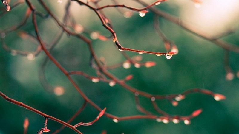 В Україну знову прийде мокрий сніг В Україну знову прийде мокрий сніг