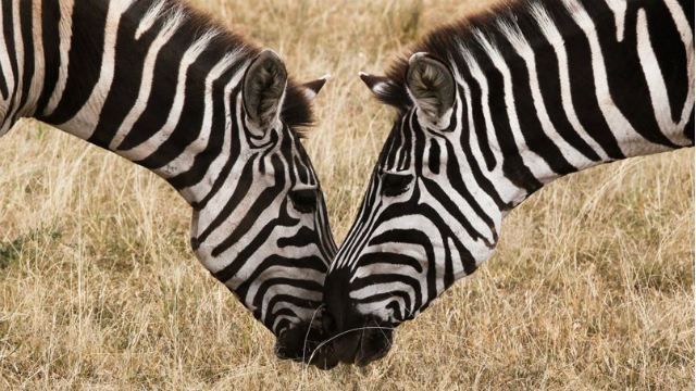 В Кении на митинг согнали ослов и зебр