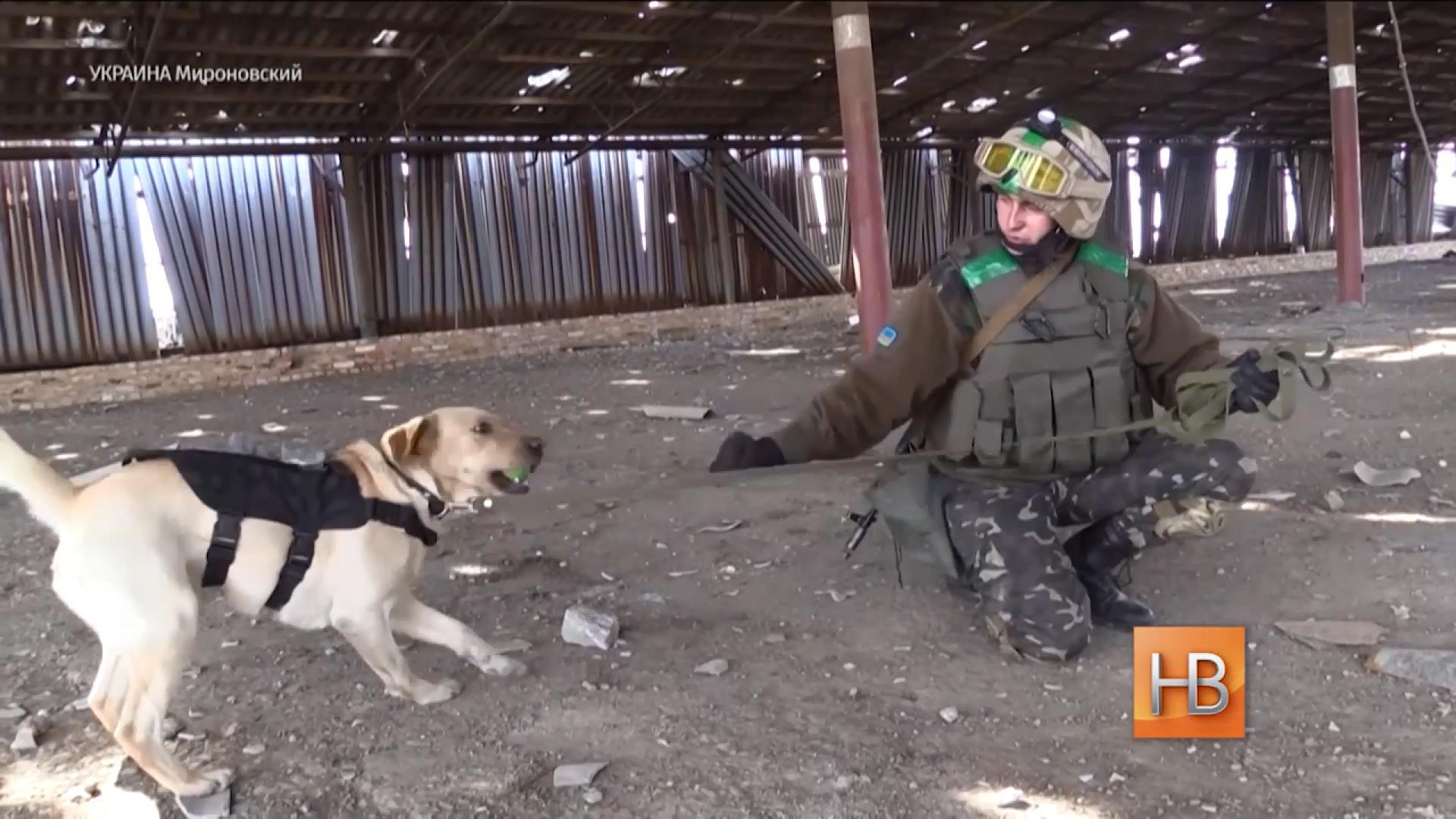 В бронежилете и с шевронами на спине четвероногий боец защищает Украину