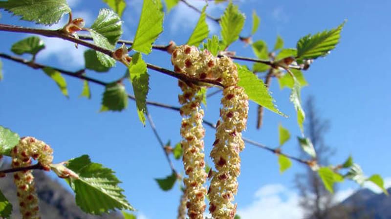 Погода на 8 апреля: в Украине начнется потепление Погода на 8 апреля: в Украине начнется потепление