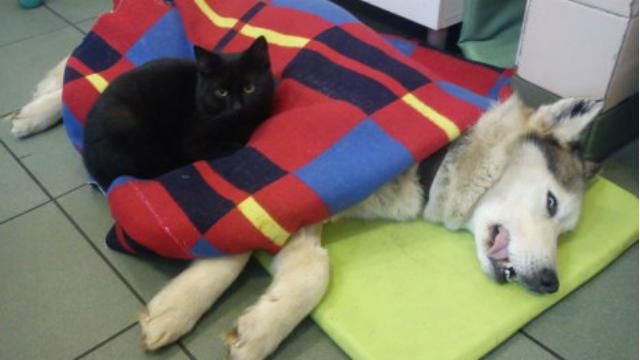 Кот лечит больных животных объятиями