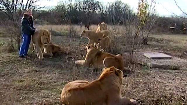 Сторонника оккупации Крыма Россия обвиняет в контрабанде львов Сторонника оккупации Крыма Россия обвиняет в контрабанде львов