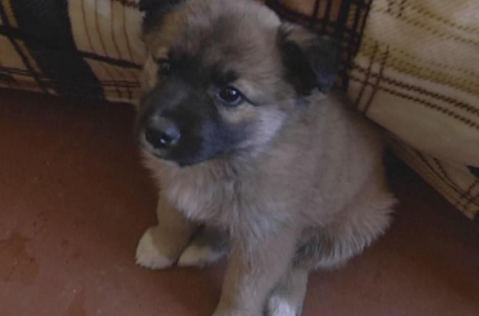 Військовослужбовці з АТО рятують безпритульних собак Військовослужбовці з АТО рятують безпритульних собак