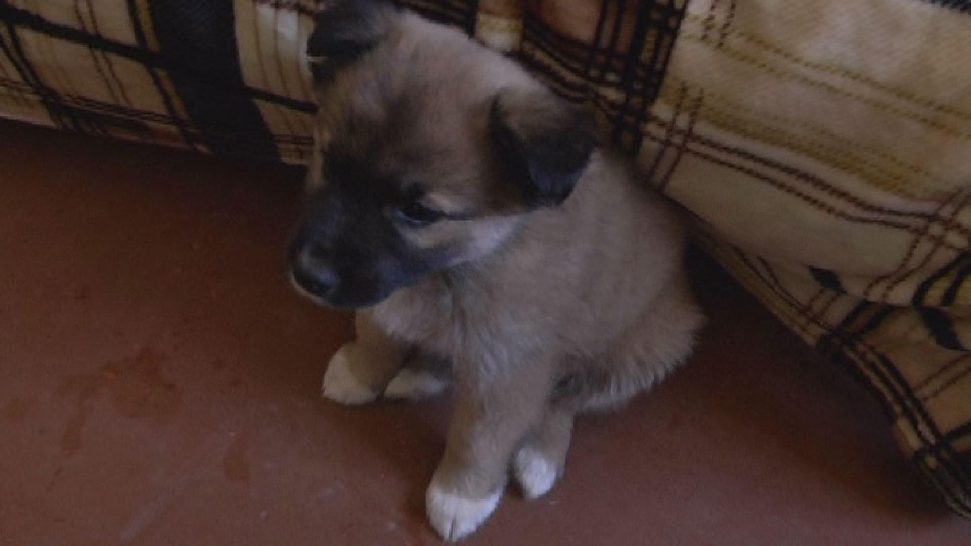 Военнослужащие спасают животных из АТО