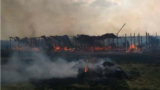 Під Києвом у притулку для тварин згоріли 70 собак Під Києвом у притулку для тварин згоріли 70 собак