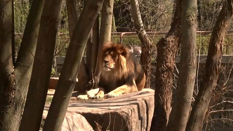 Київський зоопарк відкрив новий сезон