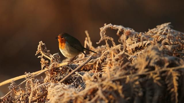 Погода на 18 квітня: в Україні вдарять заморозки Погода на 18 квітня: в Україні вдарять заморозки