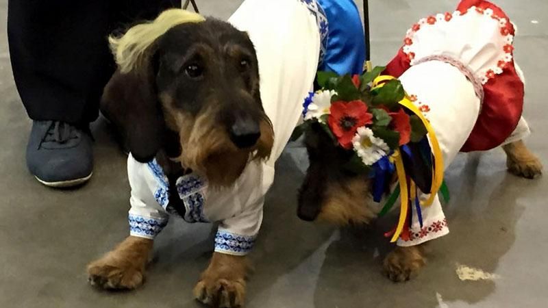 У Києві відбувся конкурс собак у вишиванках