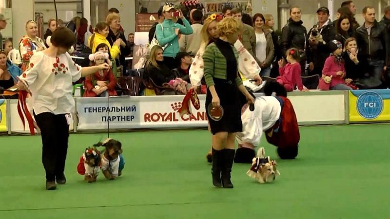У Києві на виставці собак зібрали кошти для чотирилапих в АТО