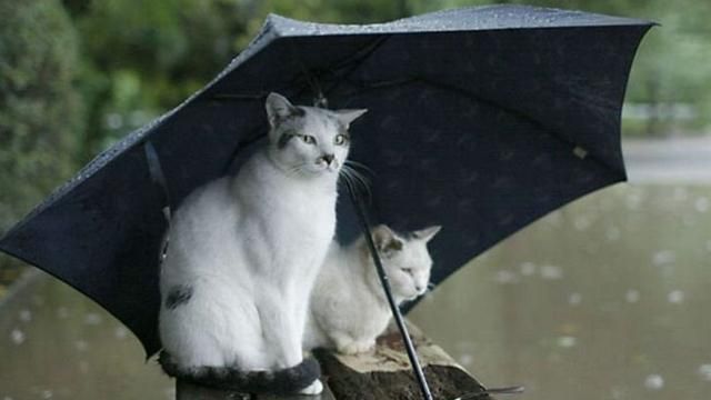 Погода на 20 апреля: неделя начнется с дождей Погода на 20 апреля: неделя начнется с дождей