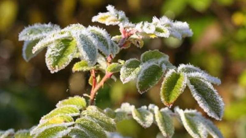 Погода на 21 квітня: заморозки та опади Погода на 21 квітня: заморозки та опади
