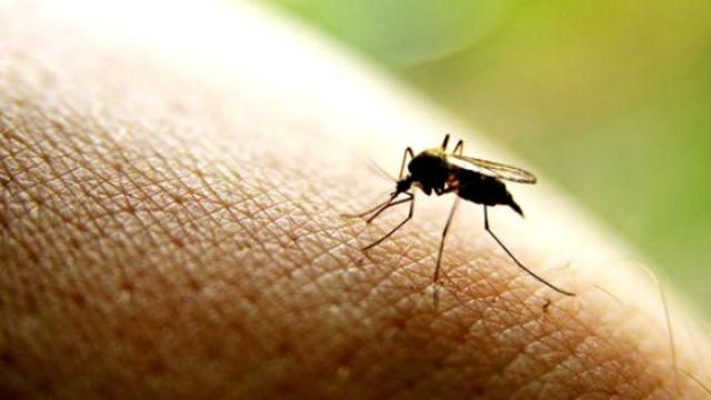 Вчені з’ясували, як комарі обирають свою жертву 