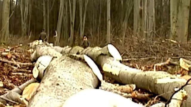 "Самопомич" пытается спасти деревообрабатывающую отрасль Украины