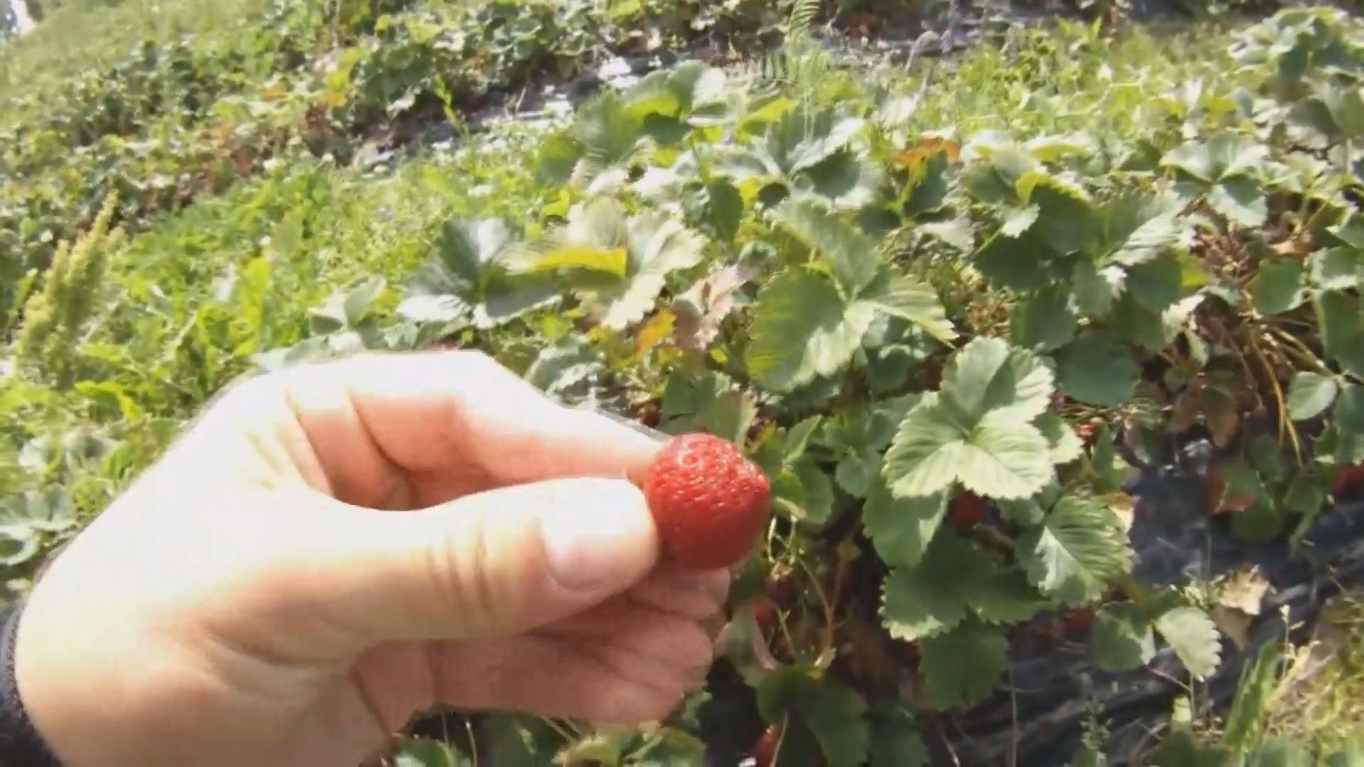 Українська молодь шукає кращого життя на плантаціях за кордоном Українська молодь шукає кращого життя на плантаціях за кордоном