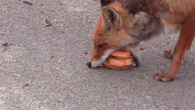Відео дня: чорнобильська лисиця готує собі бутерброд Відео дня: чорнобильська лисиця готує собі бутерброд
