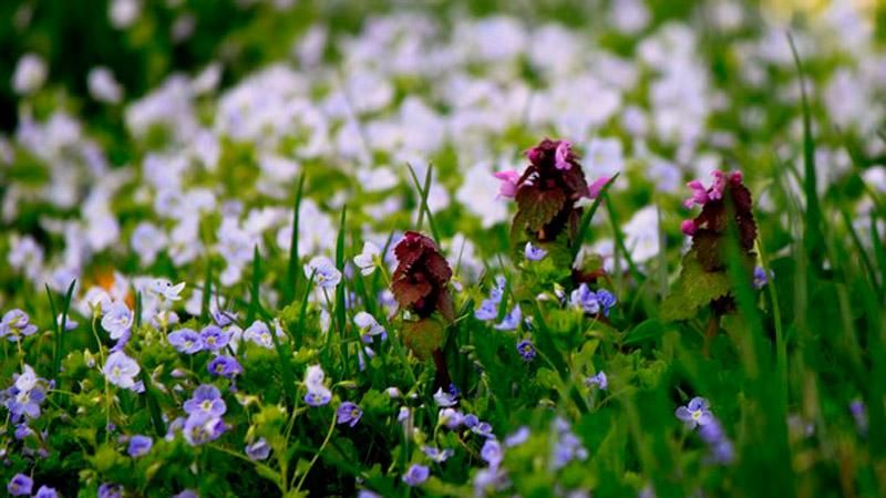 Погода на 27 апреля: +24 и без осадков Погода на 27 апреля: +24 и без осадков