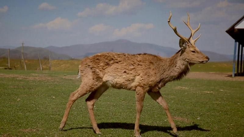 Путешествие по Украине. На Закарпатье действует большая оленья ферма Путешествие по Украине. На Закарпатье действует большая оленья ферма