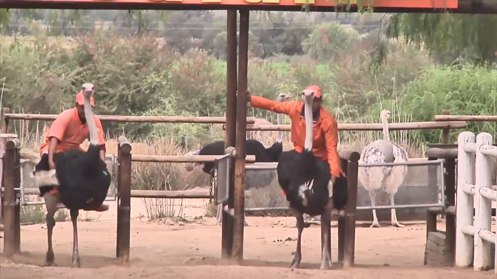 З'явилась нова розвага — катання на страусах