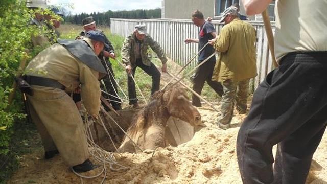 На Житомирщині рятувальники витягли з каналізації коня