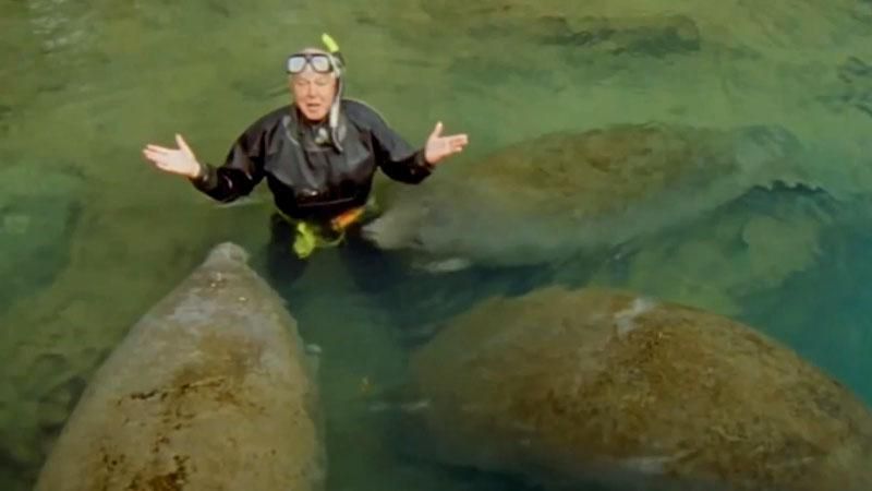 89 лет назад родился пионер съемки фильмов о дикой природе 89 лет назад родился пионер съемки фильмов о дикой природе