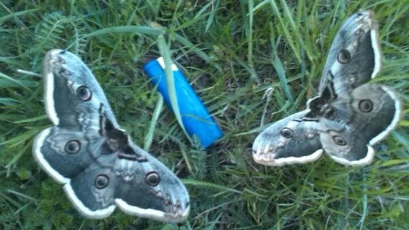 В Украине нашли крупнейшую бабочку Европы