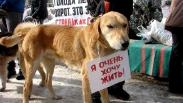 Ми відповідальні за тих, кого приручили