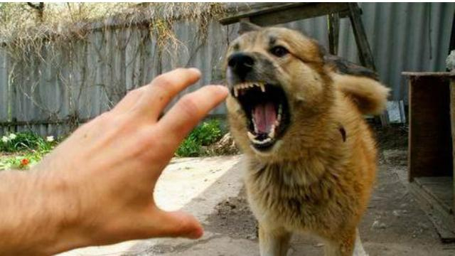 Мужчина умер от укусов его бешеной собаки