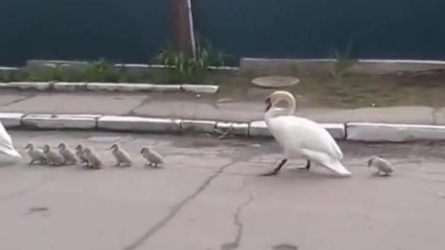 Трогательное видео: лебеди ведут малышей в сопровождении милиции Трогательное видео: лебеди ведут малышей в сопровождении милиции