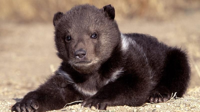 В "Борисполе" нашли медвежат, которых хотели в клетках вывезти за границу