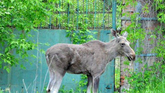 В центре Славянска поймали лося