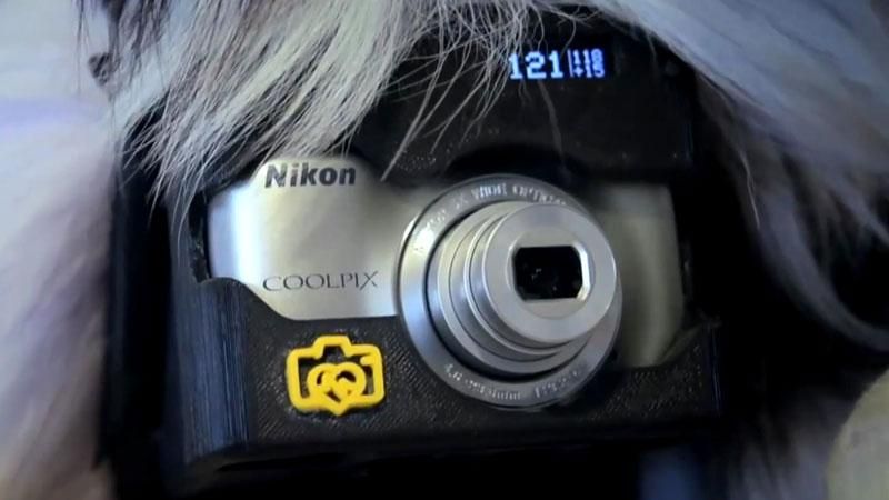 Японці навчили собак фотографувати Японці навчили собак фотографувати