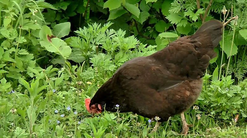 Кухарок Яворівського полігону звинуватили у крадіжці харчів Кухарок Яворівського полігону звинуватили у крадіжці харчів