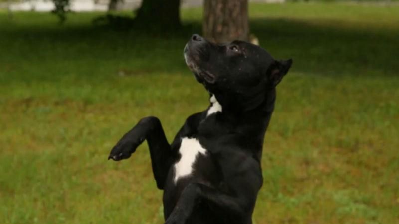 Украинские границы охраняет Бэтмен Украинские границы охраняет Бэтмен