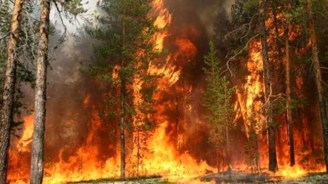 У російському Забайкаллі площа пожеж зросла у п'ять разів