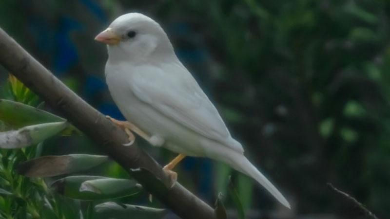 В Австралії знайшли унікального білого горобця В Австралії знайшли унікального білого горобця